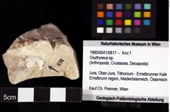 Foto (Objket + Etiketten) von Oxythyreus sp. 